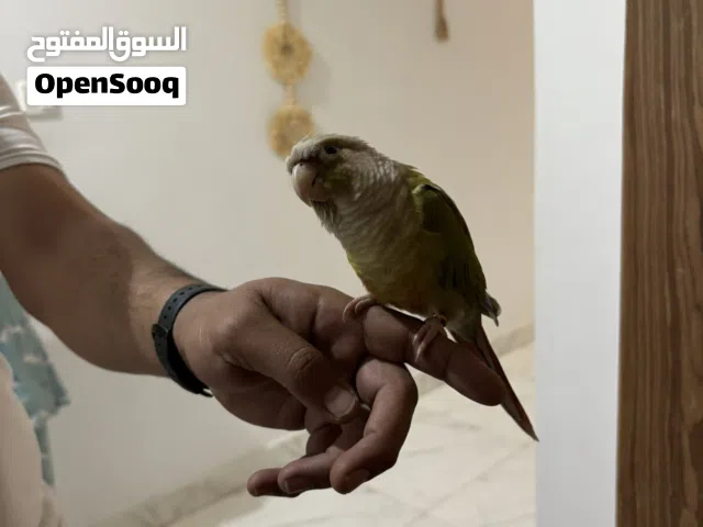 طائر كينيور للبيع