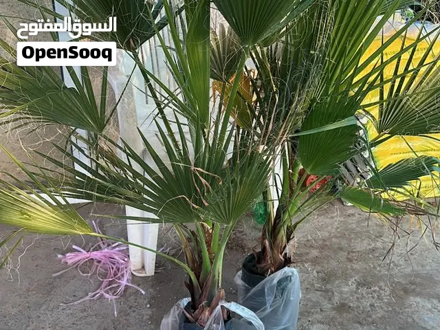للبيع شجر واشنطن الحجم ممتاز متر متر ونص الحبه ب 5ريال