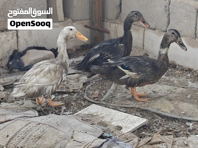 بشوش نثيه و ذكور 2...... سعرهم 20كلهم