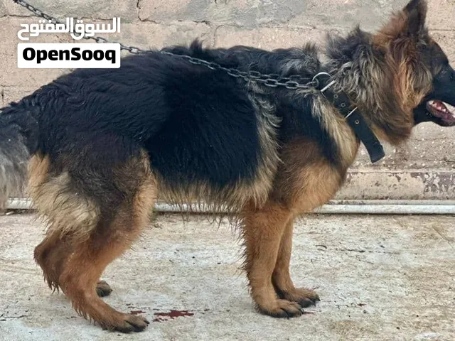ولف لونق هير العمر سنه وربع اشهر