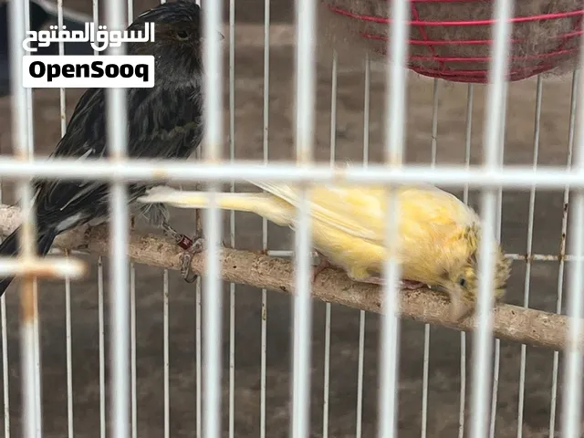 جوزين كنار منتجين