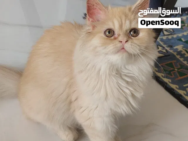 RE: Persian ( Female Kitten)