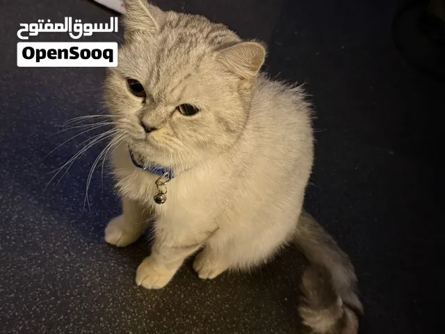 برتش لتبني