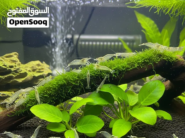 Aquarium Shrimps and plants For Sale
