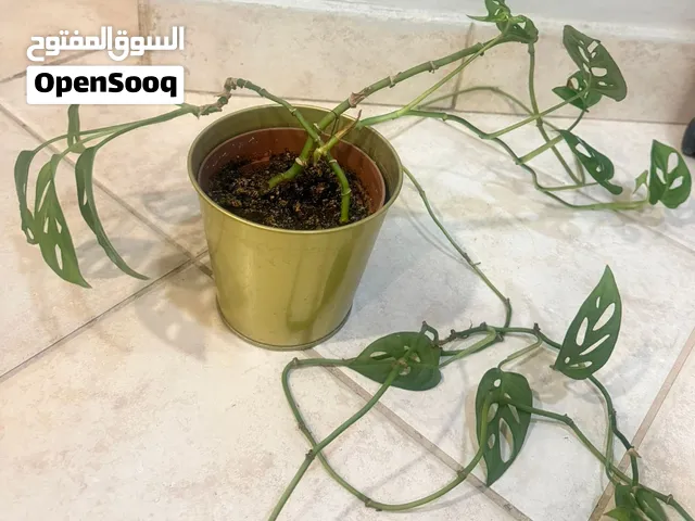 مونستيرا مانكي