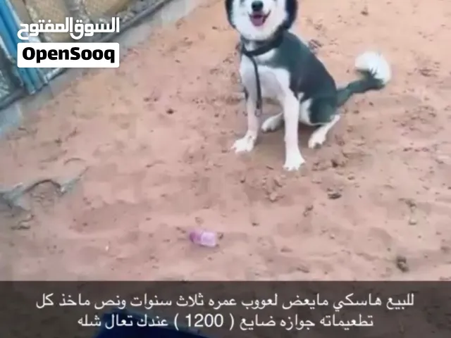 هاسكي لعوب مع أطفال ذكر