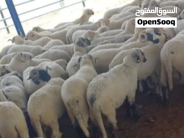 اغنام للبيع