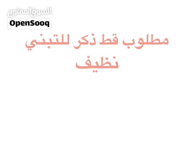 مطلوب قط للتبني ذكر اي نوع عادي مايهم ويكون نظيف اهم شي