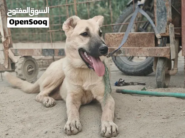 مكان بصره هارثه.