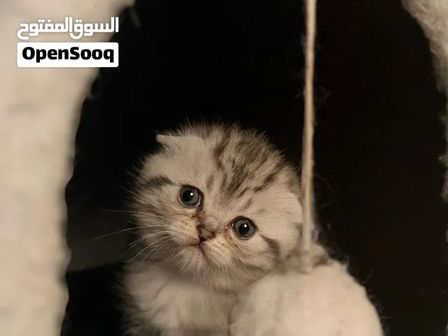 قطط برتش بيور