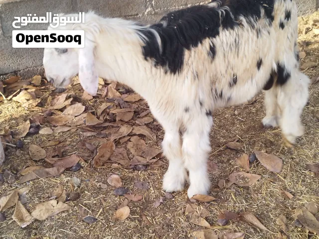 للبيع كباش وثور