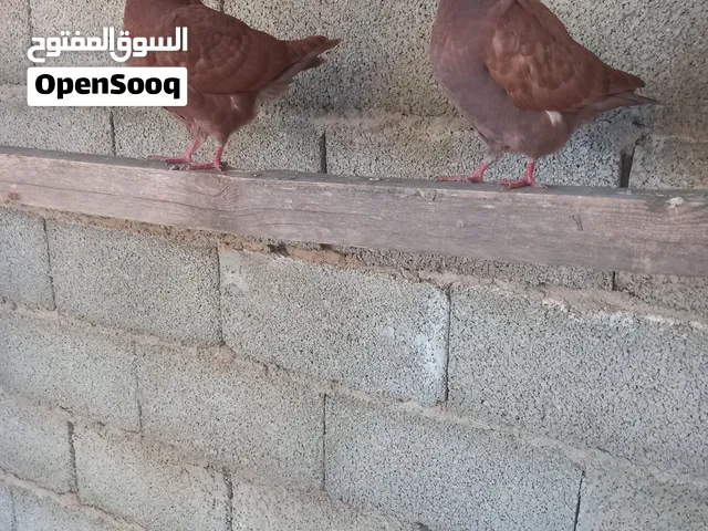 كوبيا حمام مينى