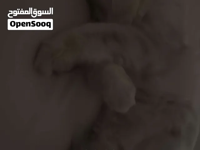 قطه مكس بين بريطاني وسكوتش مع أولاده اثنين العمر شهرين ونص السعر 55قابل للتفاوض