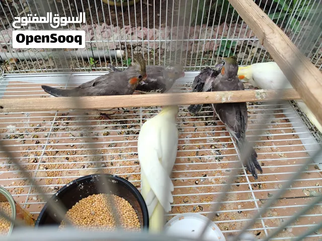 السلام عليكم فراخ كوكتيل عدد 1 شكري عيون حمر بدايه فطام عمر شهر ونص وعدد 2 رصاصي نورمال عمر شهر ونص