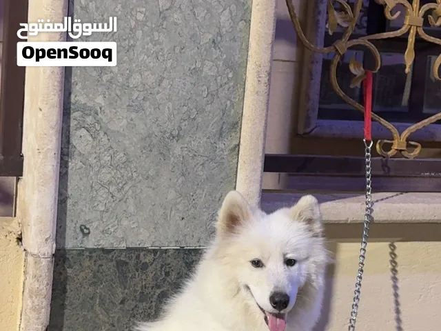 كلب سامويد اليف ملقح