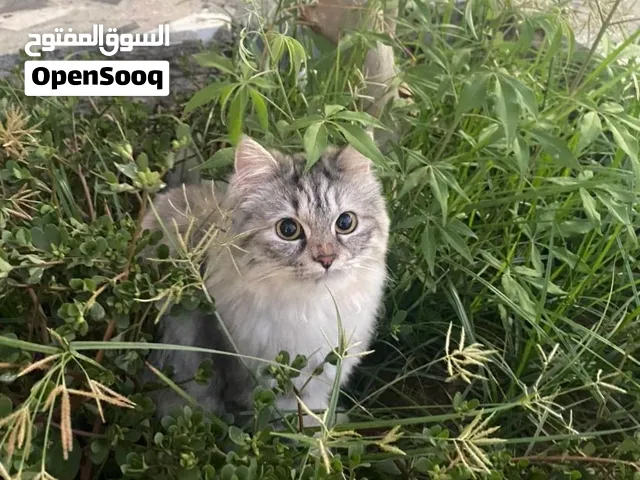 قط انجورا للبيع