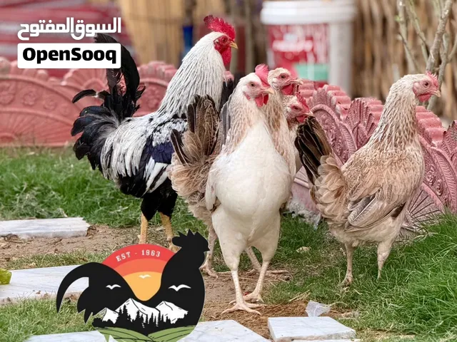 الوصفف مهمم