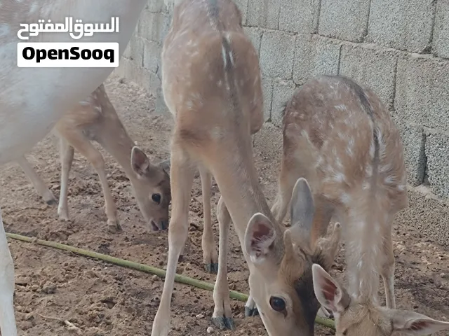 ذكر غزال ايل