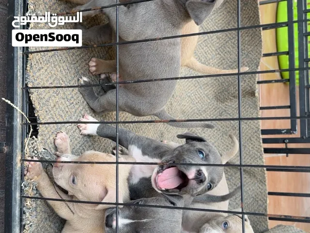 American Bully xl