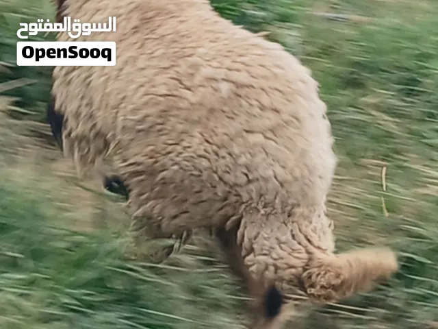 إفطايمة برقاوية عمرهم 7شهور إفطايم ماشاء الله لا قوة إلا بالله إفطايم مد وطول وخشم وقفا خاليات من جم