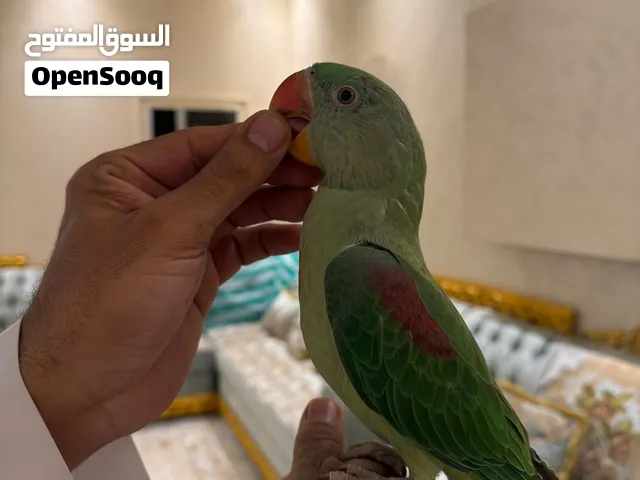 بغبغا الدرة النيبالي انثى أليف يحب يلعب مع الصغار توة مخلص إبرة الطعام يأكل من نفسه