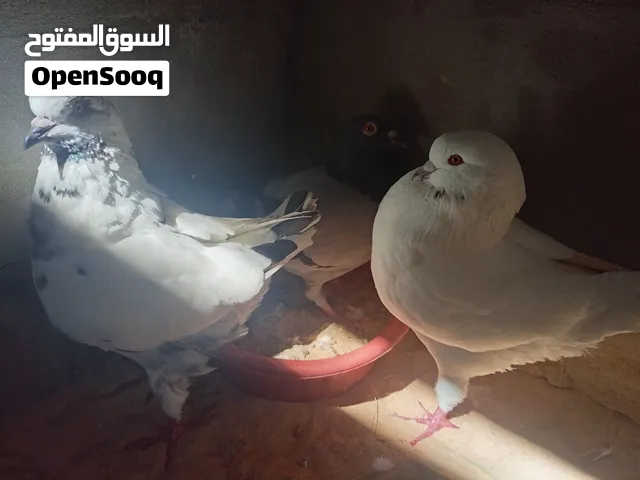 حمام ربي يبرك كنق درجة اولا بسم الله ماشاء الله