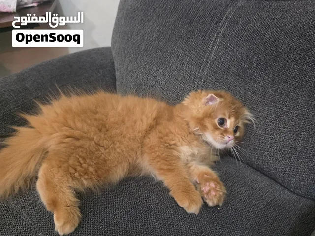 سكوتش فولد نادر