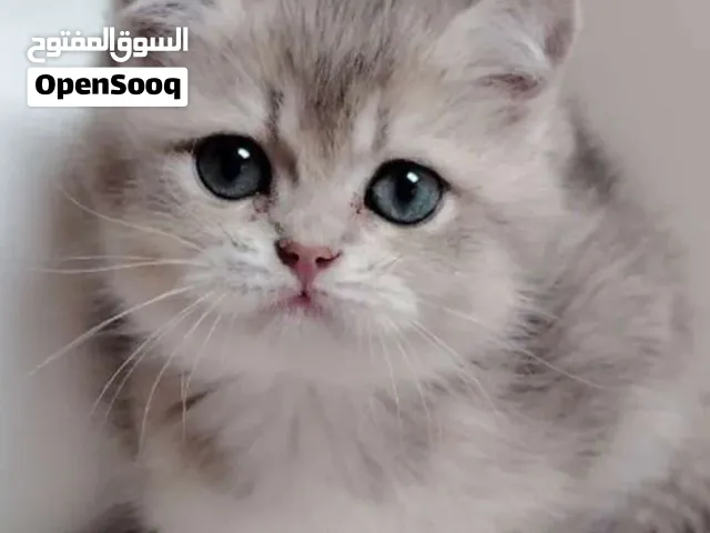 السلام عليكم عندي قطه برتش شورت هير ذكر