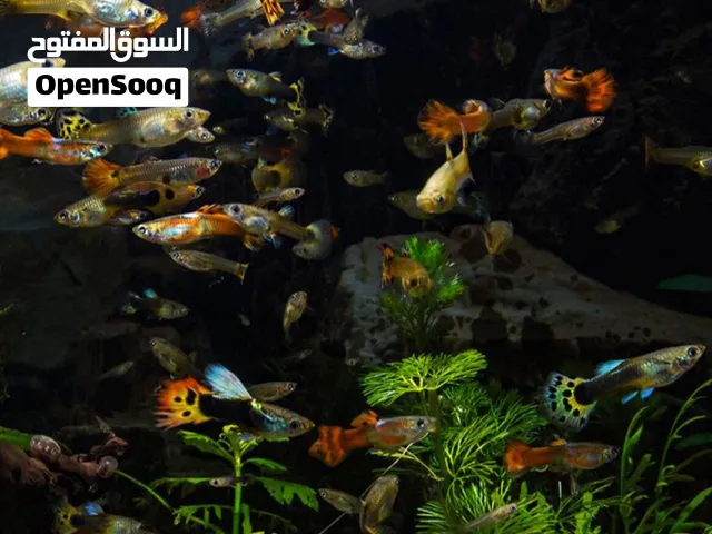 طفرت اسماك جوبي