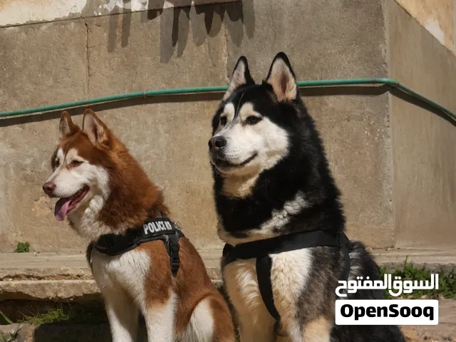 كلبين هاسكي مطعمين صوعار إلنتايه هتحيض كمان شهرين السعر ده للإتنين