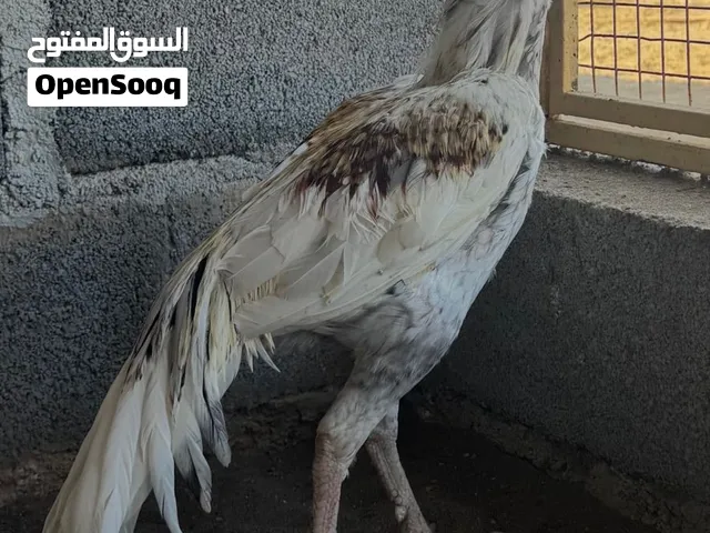 طير تايلندي بيور