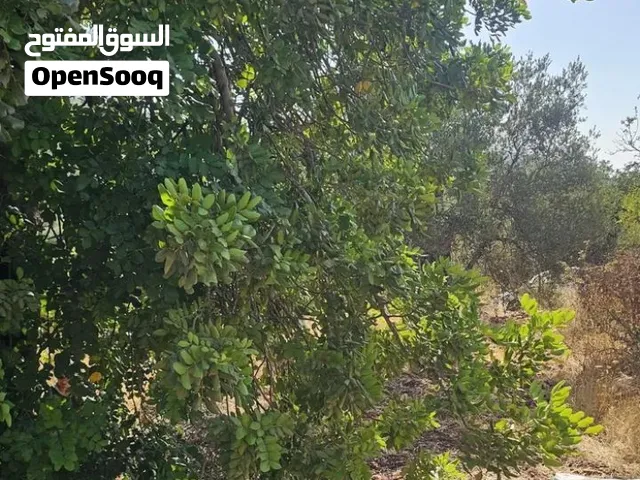 خروب بلدي