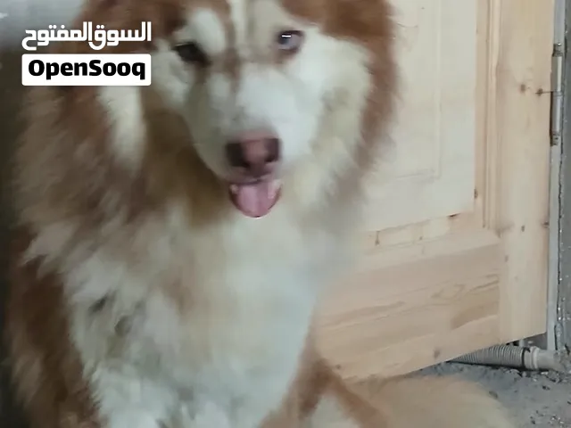 دكر هاسكي للبيع