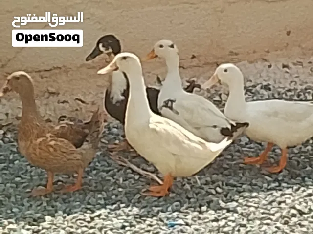 بط ذو صحة ممتازة