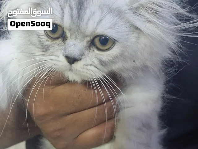 Persian  2mois