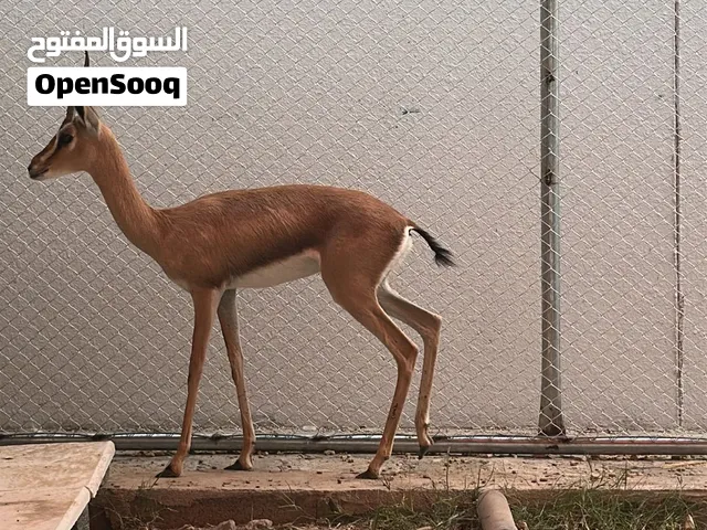 غزال الديماني أنثى