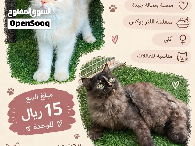 قطط إناث للبيع