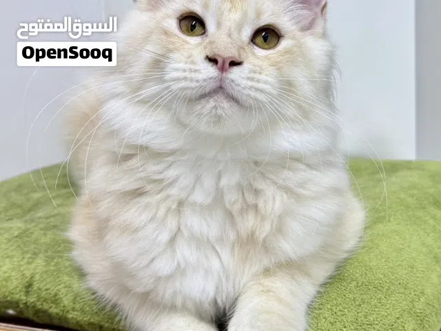 Maine Coon Rare Cream Female Kitten