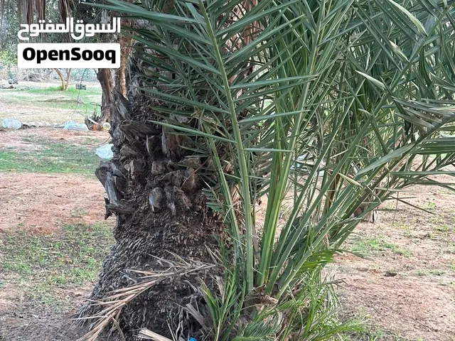 وشك طابوني وام فتيتي و بكراري و حره ورهط وعامي