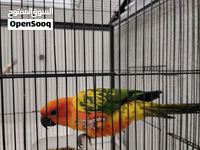 صن كنيور اليف