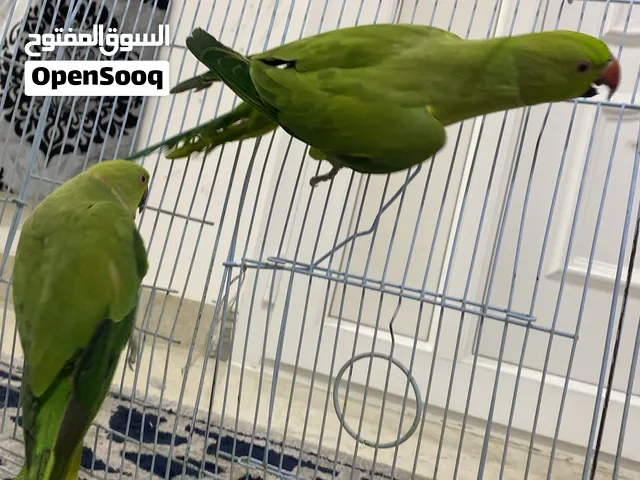 للبيع الدره الخضرا زوج