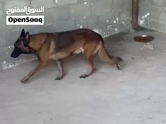للبيع كلب ملينو مكان صلاله في توصيل مسقط محتاج شوي تغذيه لتواصل