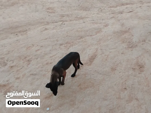جرو للبيع ملينيو