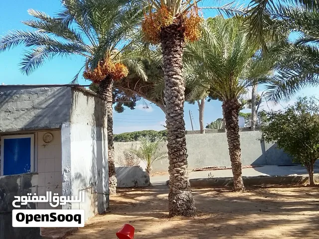 نخل للبيع 20نخله