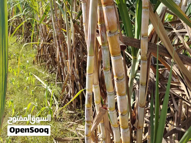 قصب سكر للبيع