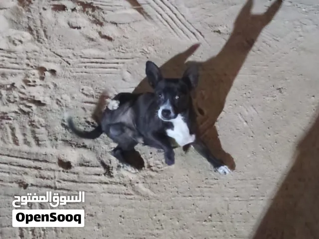 مطلوب شيواوا