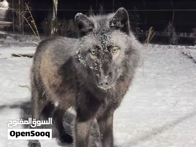 Black Canadian wolf
