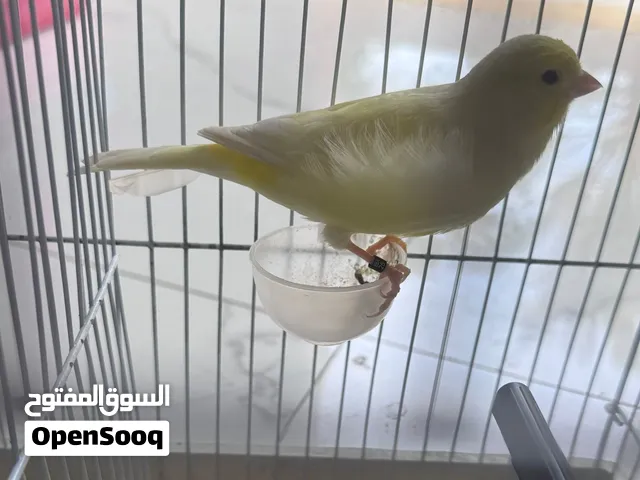 كناري للبيع