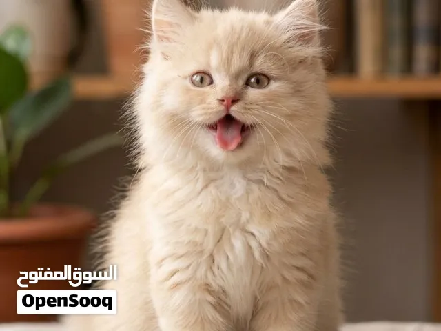 قطط عمر شهرين