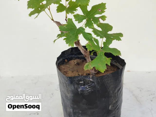 شتلات تين وليمون وباشن فروت وعنب